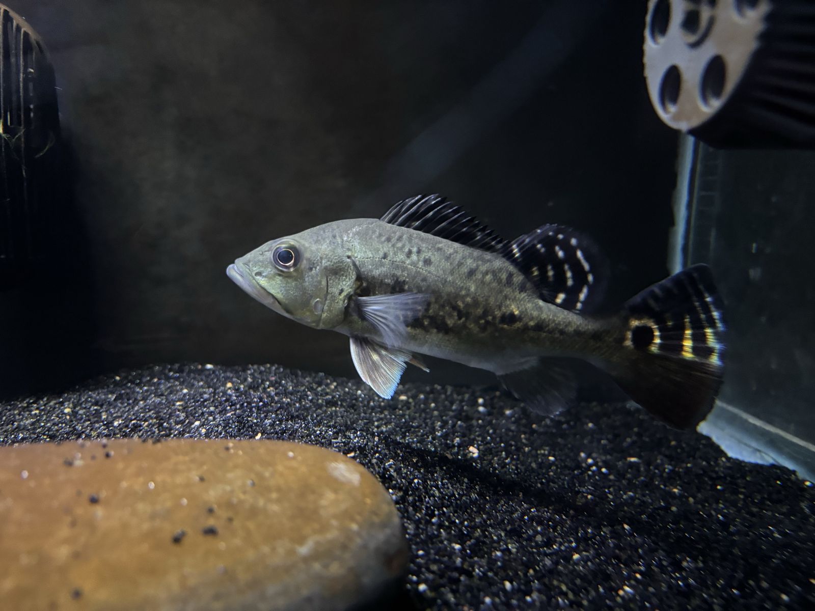 kelibri peacock bass