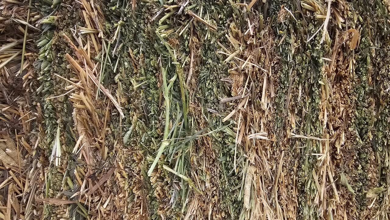 Alfalfa hay for sale