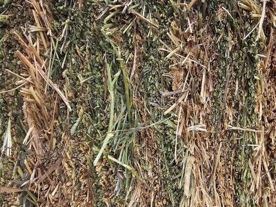 Alfalfa hay for sale