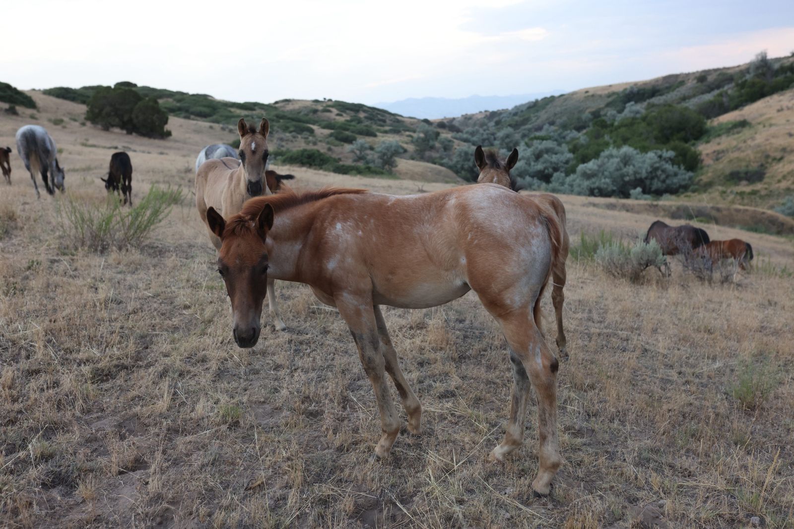 AQHA Red Roan Filly
