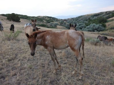 AQHA Red Roan Filly