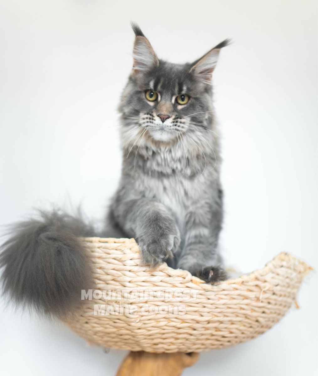 9 Month Polydactyl Maine Coon Female