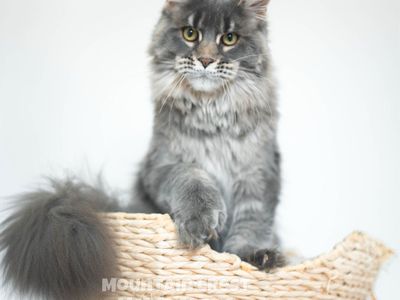 9 Month Polydactyl Maine Coon Female
