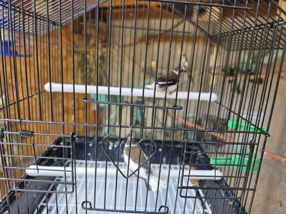 Society Finches