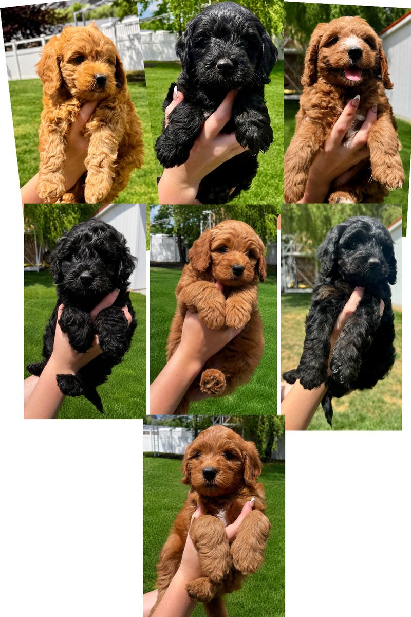 Mini Bernedoodle Multi-Gen Puppies | Expected 25–35 lbs