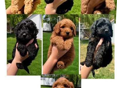 Mini Bernedoodle Multi-Gen Puppies | Expected 25–35 lbs