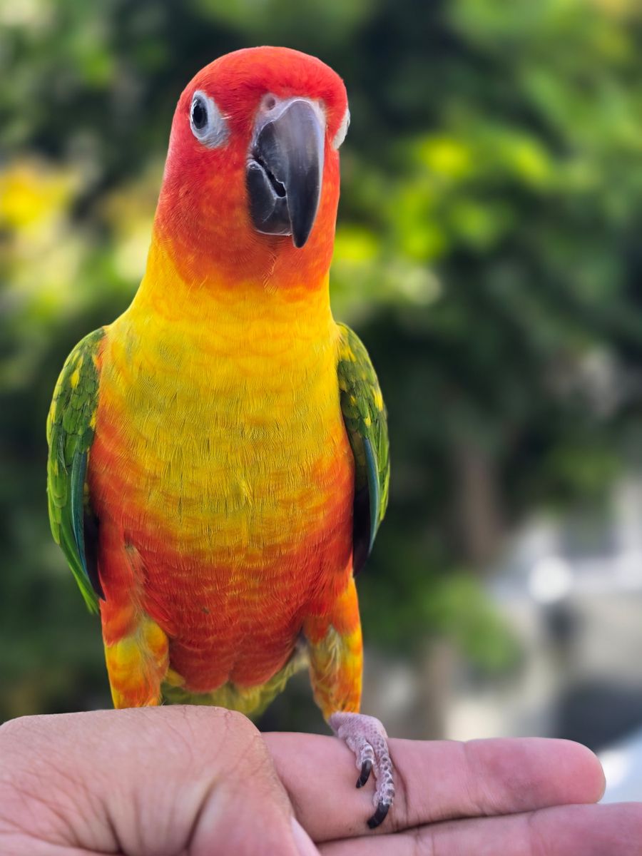 Hybrid conure Jenday, Sun, And Nanday