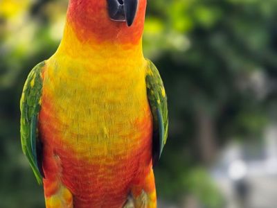 Hybrid conure Jenday, Sun, And Nanday