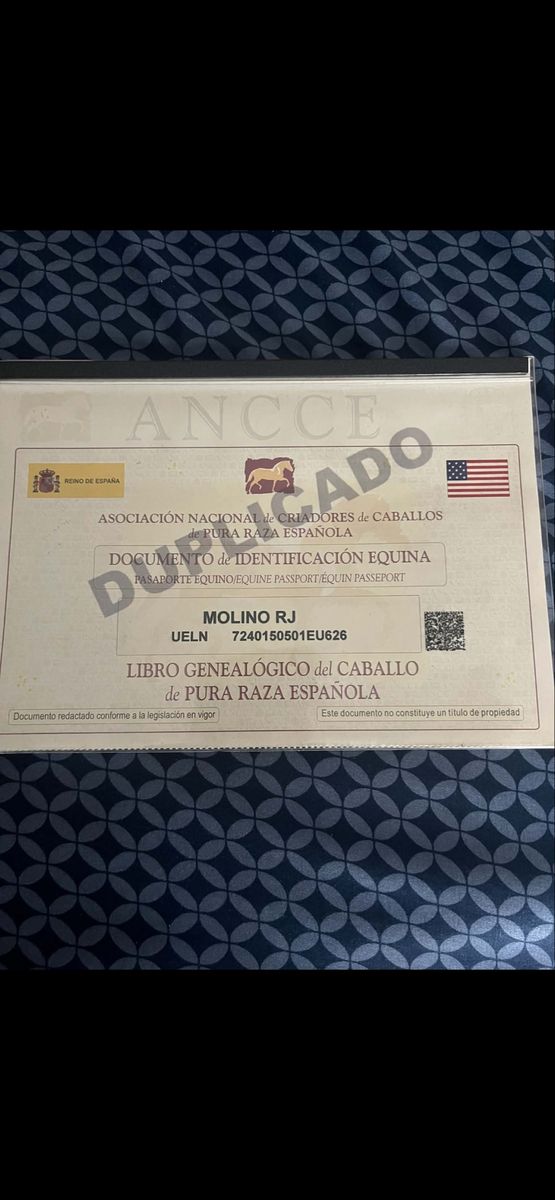 Pre Semental  Molino  hijo de Molinete