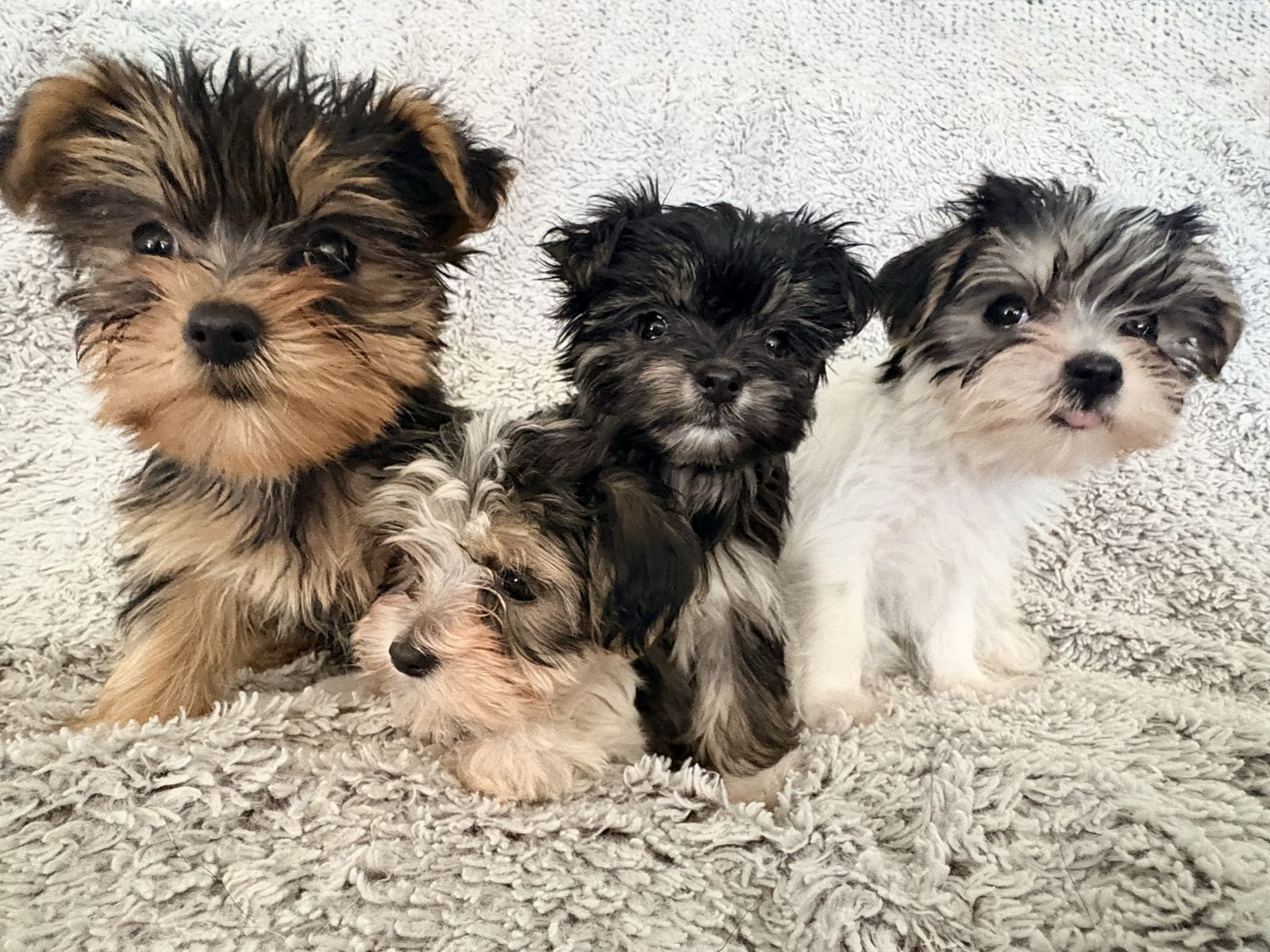Yorkie Puppies