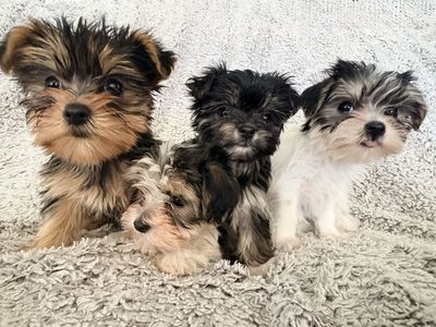 Yorkie Puppies