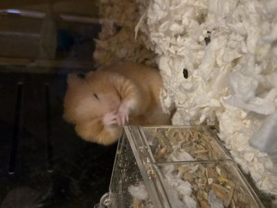 Hamster needs new home