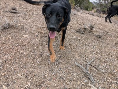 German Shepherd Mix Puppy