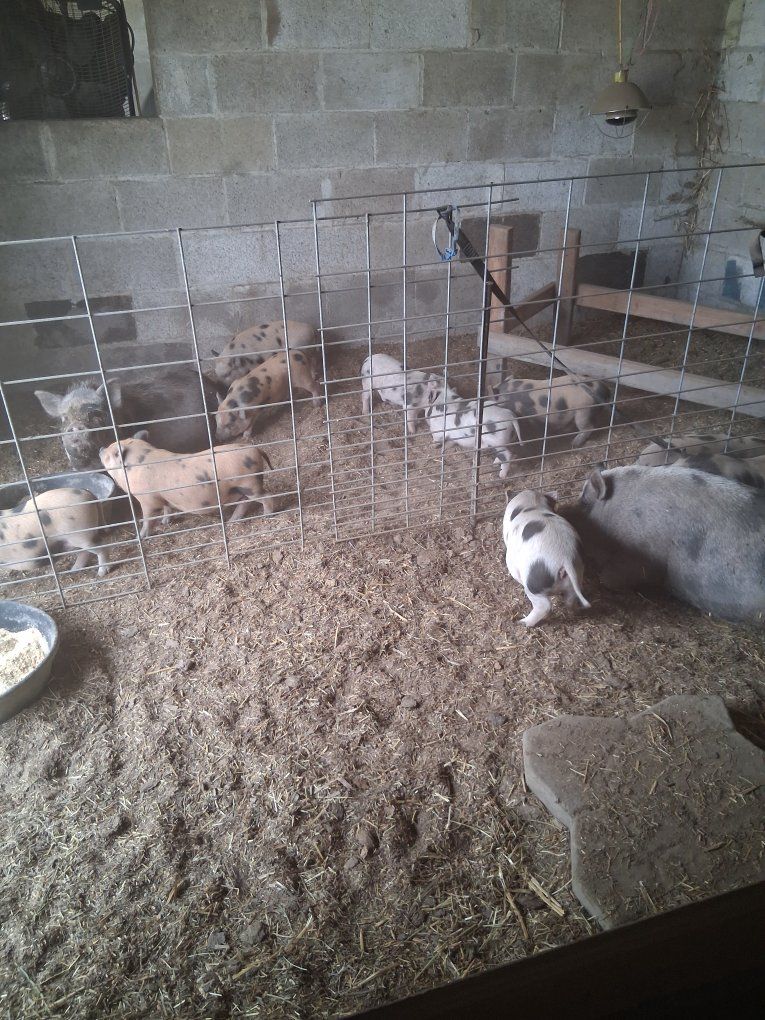 Adorable kunekune Piglets - Ready for New Homes