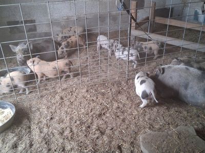 Adorable kunekune Piglets - Ready for New Homes
