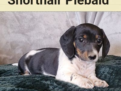 Dachshund Puppies