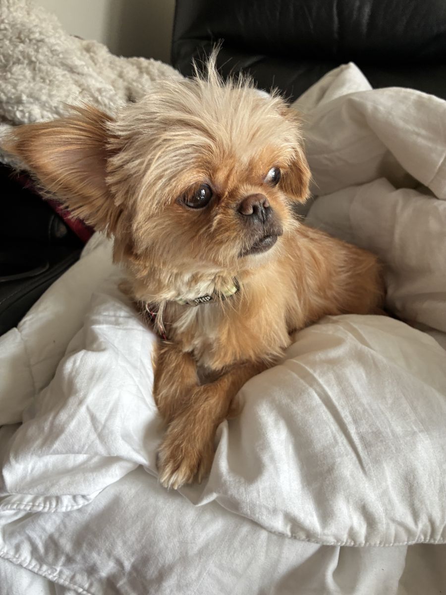 For Adoption - 7lbs of Fluff, Meet Beaker!