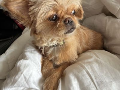 For Adoption - 7lbs of Fluff, Meet Beaker!
