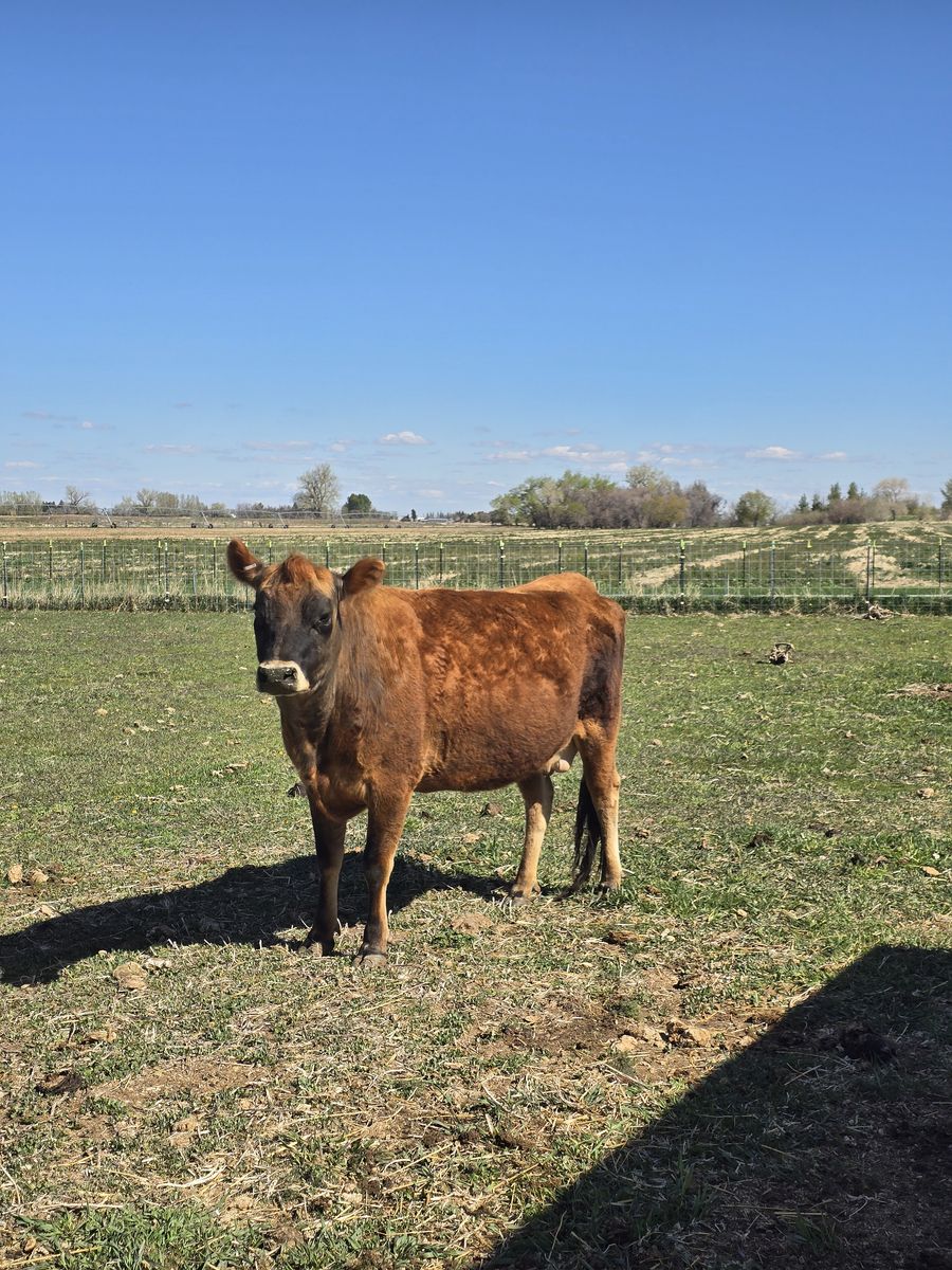 Jersey cow
