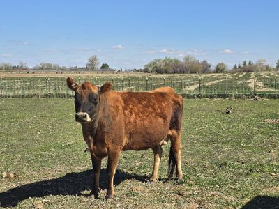 Jersey cow