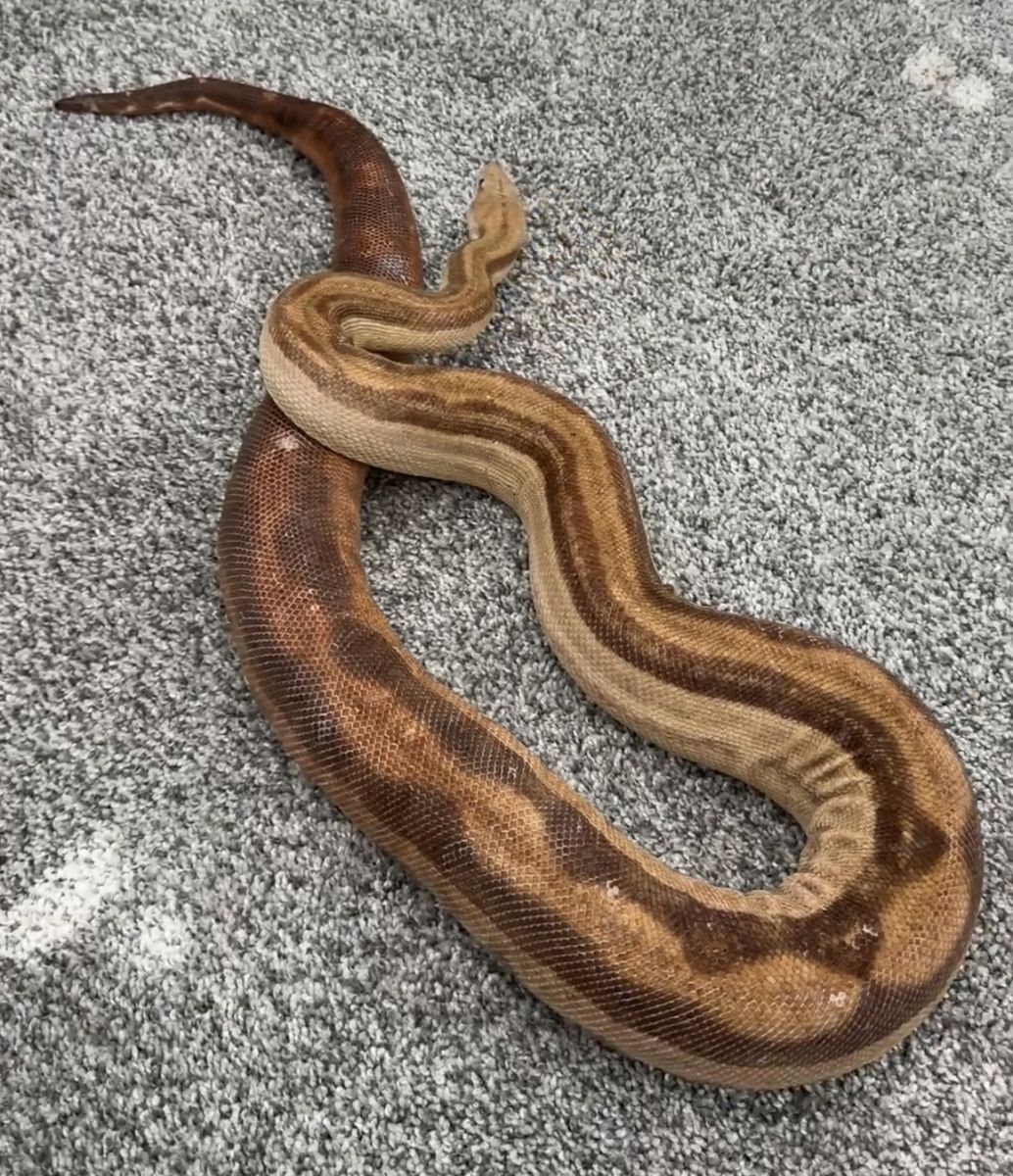 Male Boa Constrictor