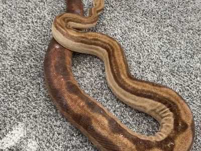 Male Boa Constrictor