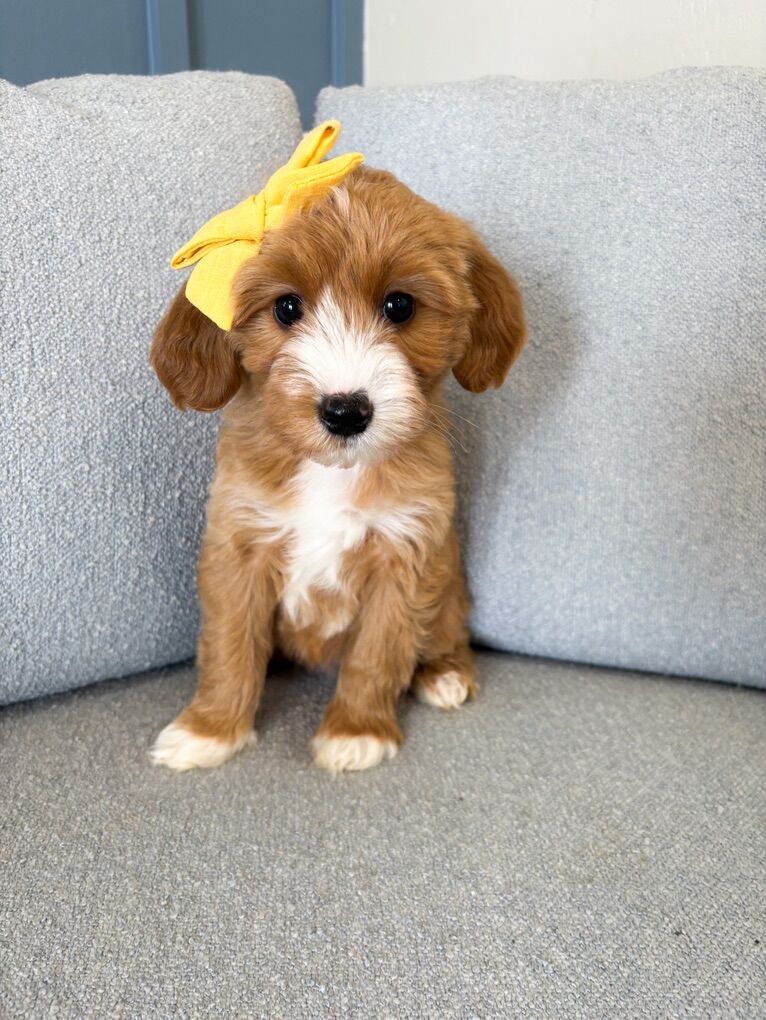 GIRL- Petite Goldendoodle- THERAPY & FAMILY DOG