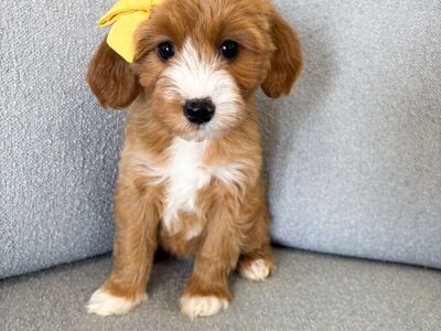 GIRL- Petite Goldendoodle- THERAPY & FAMILY DOG