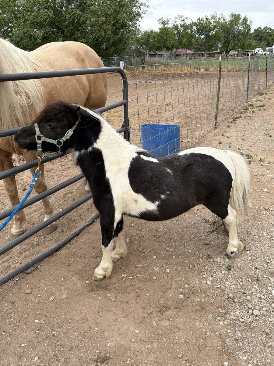 Miniature Horse Stallion AMHA