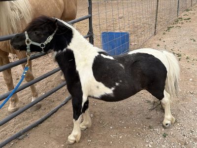 Miniature Horse Stallion AMHA