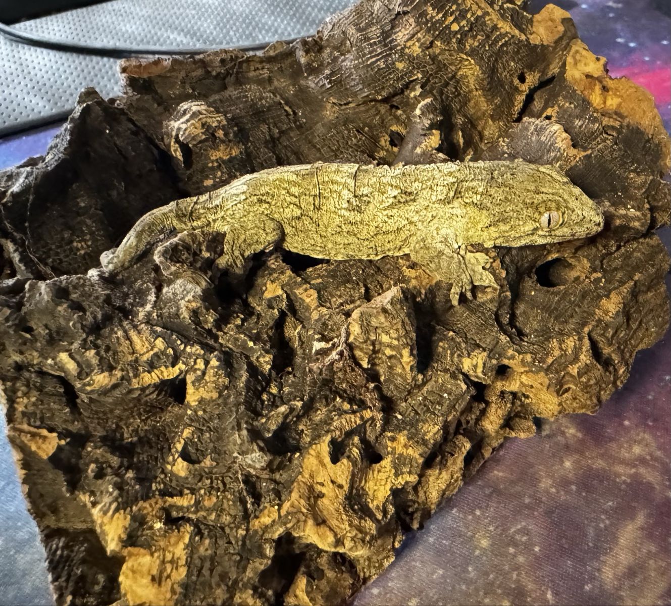 Leachie geckos