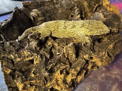Leachie geckos