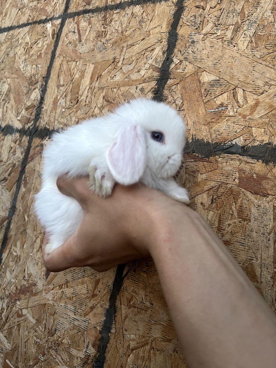 Holland Lop Does