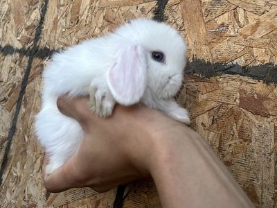 Holland Lop Does