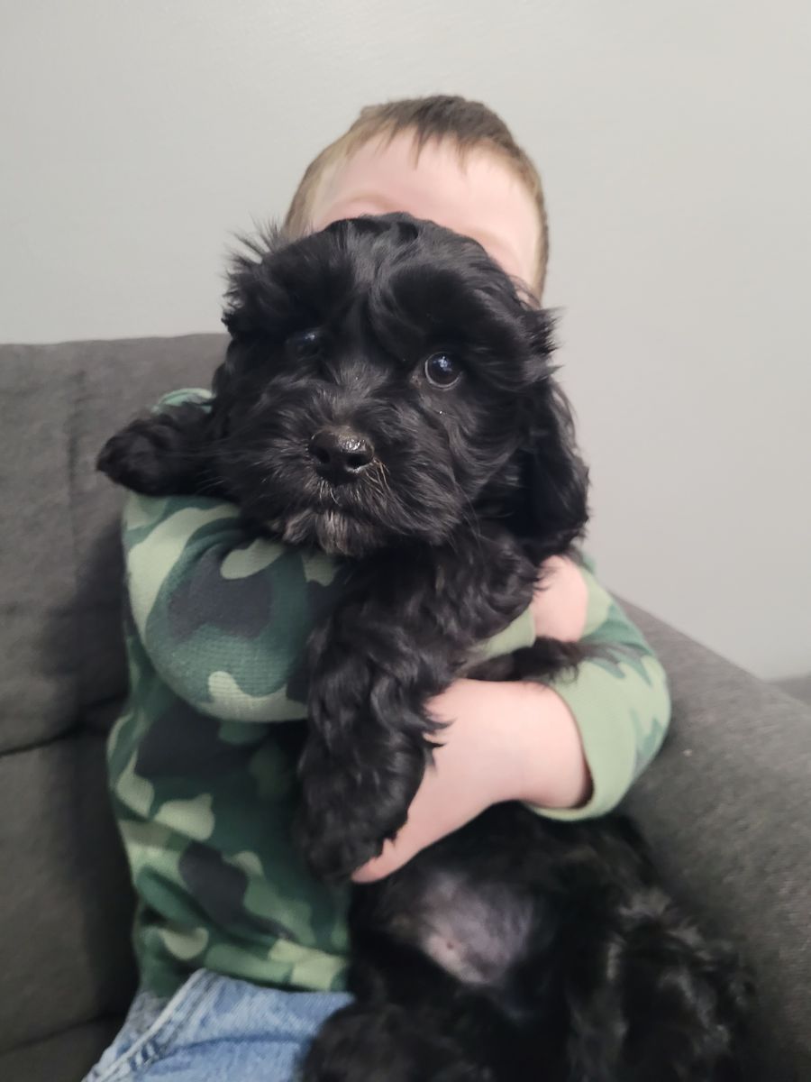9 week okd F3 mini cockapoo.