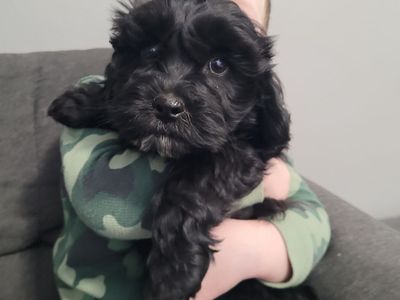 9 week okd F3 mini cockapoo.