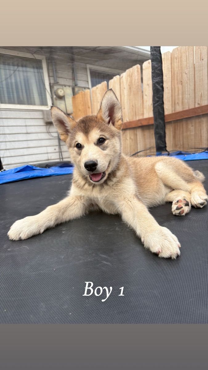 Husky puppies