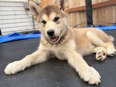 Husky puppies