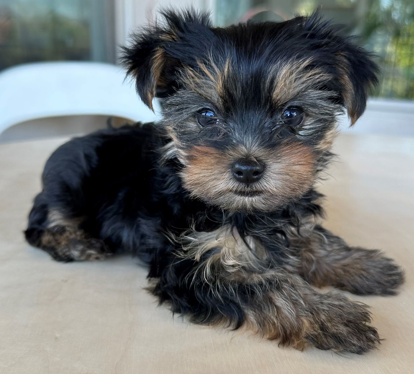 Exceptional Tiny AKC Yorkie Puppies | 1 Male Remaining | 4lb Mom