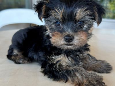 Exceptional Tiny AKC Yorkie Puppies | 1 Male Remaining | 4lb Mom