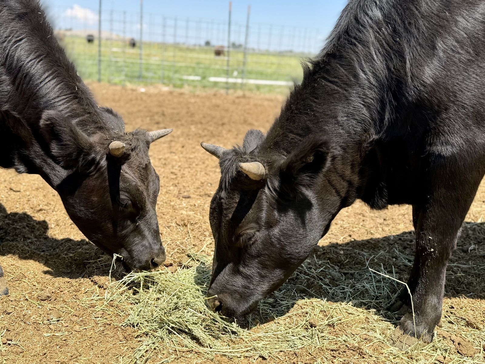 Beautiful ADCA Registered Dexter Cattle