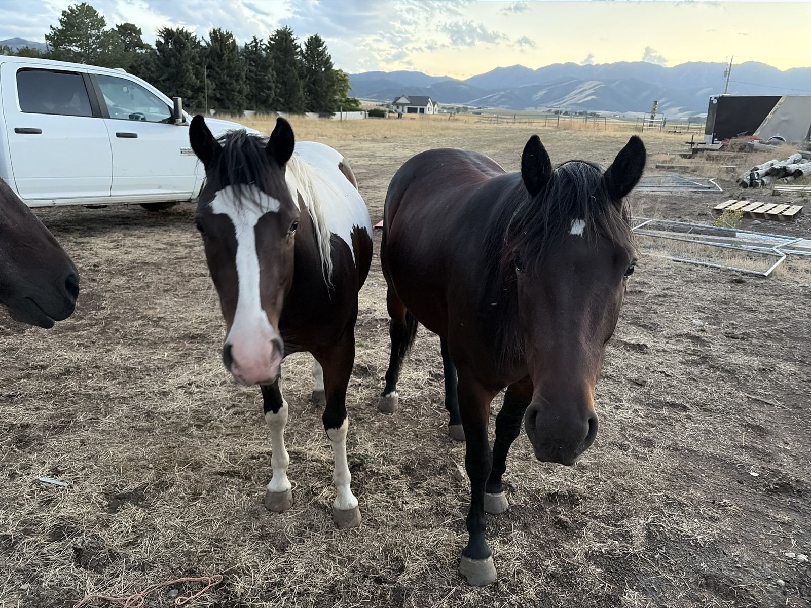 Paint Horses for Sale