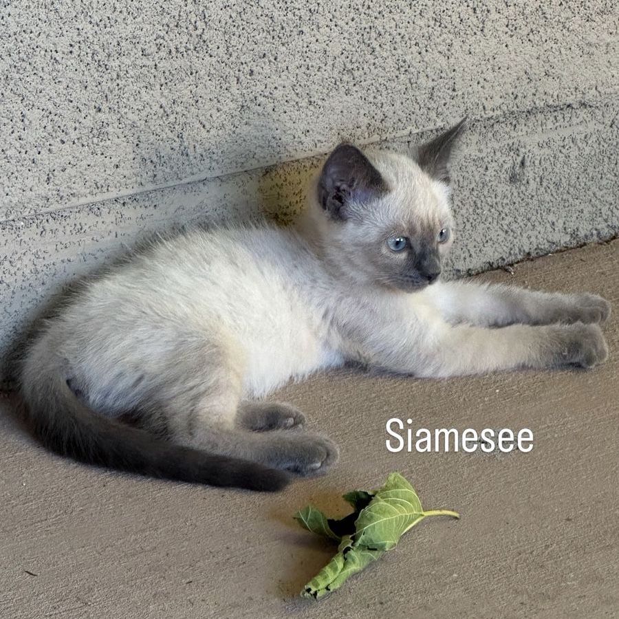 Siamese Kitten  (female) Adorable & Playful Ready for a Loving Home