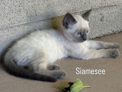 Siamese Kitten (female) Adorable & Playful Ready for a Loving Home