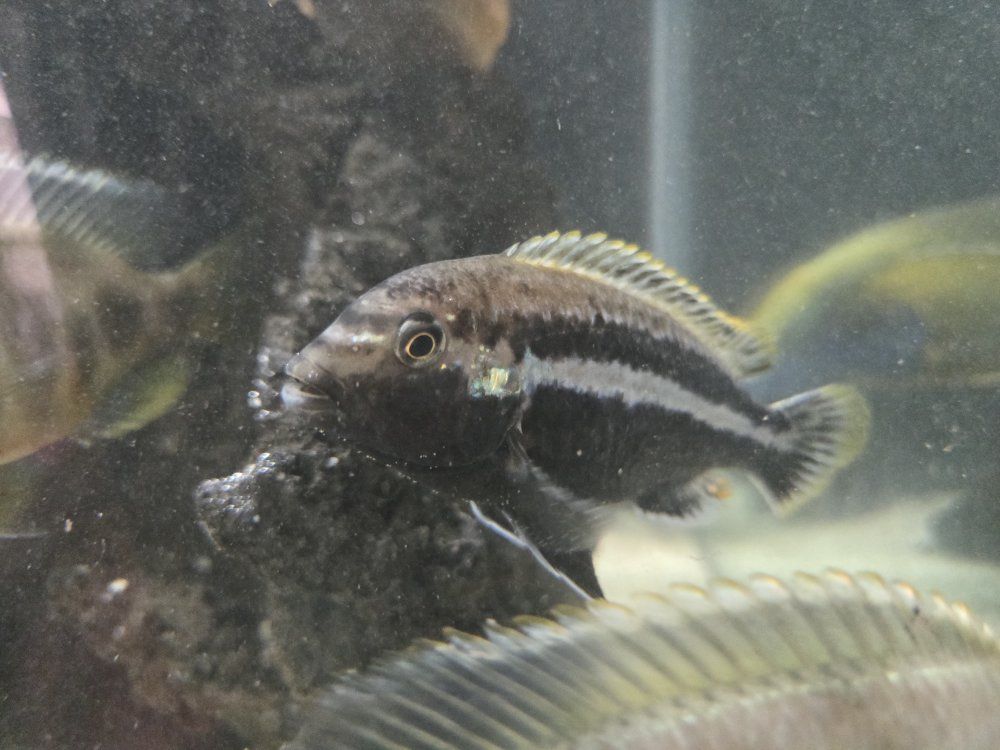 Mbuna cichlids