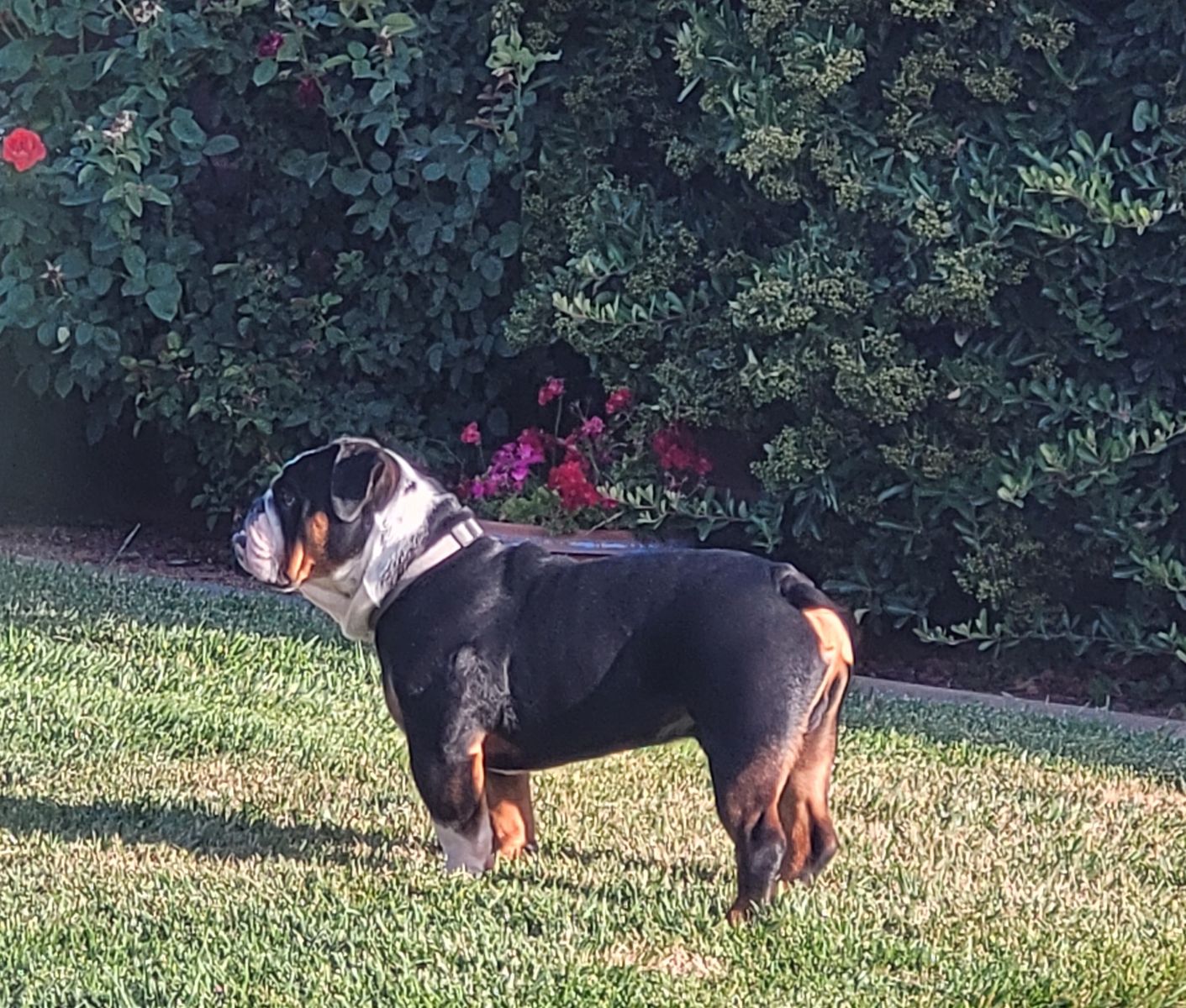 English Bulldog for sale