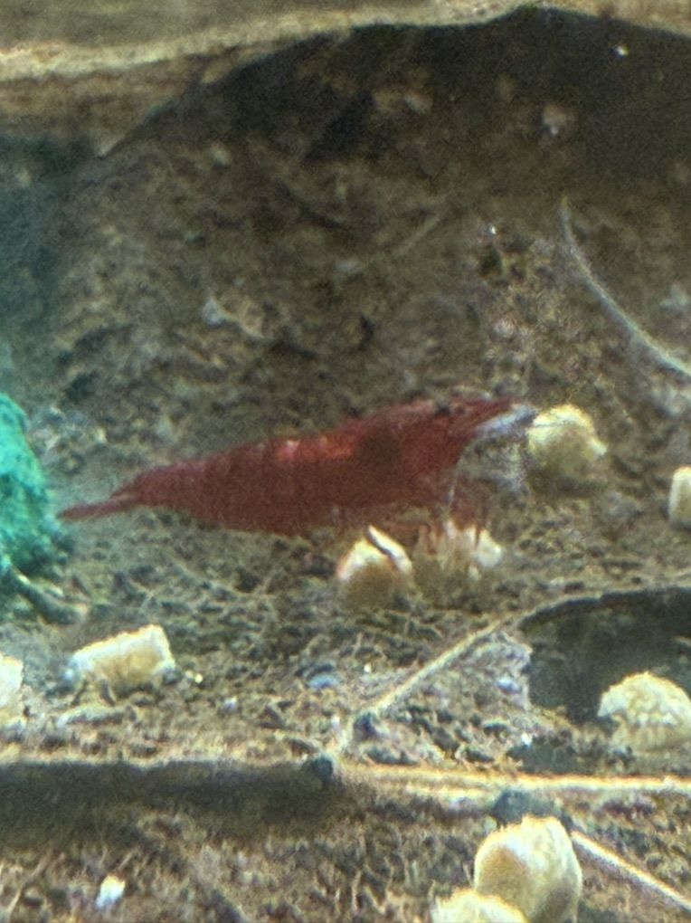 High Quality, Bloody Mary Cherry / Neo Shrimp