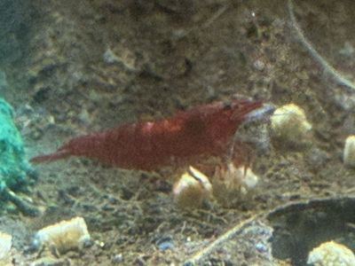 High Quality, Bloody Mary Cherry / Neo Shrimp