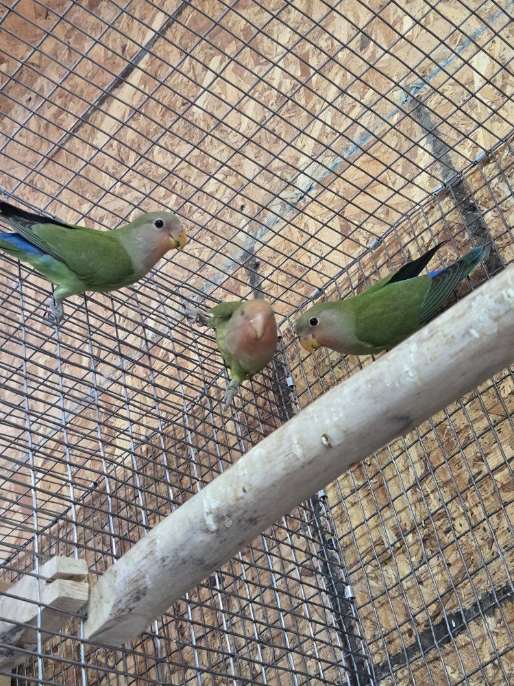 Peach-faced Lovebirds