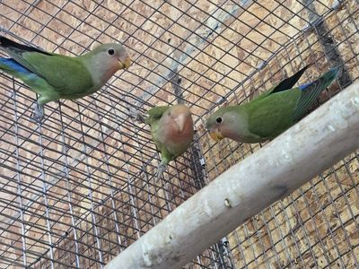 Peach-faced Lovebirds